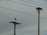 Osprey and nest in Bend